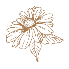Chamomile