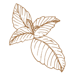 Peppermint
