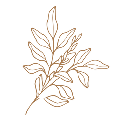 Licorice Root