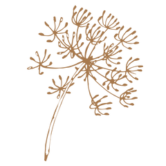 Fennel Seeds