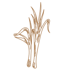 Lemongrass