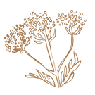 Valerian