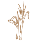 Lemongrass